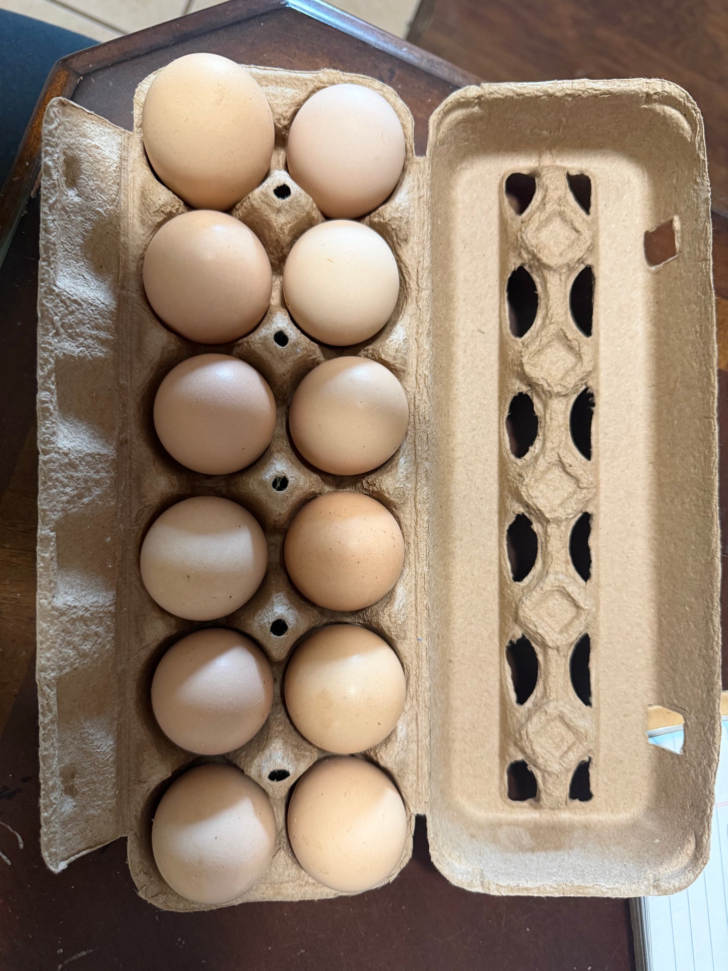 Ayam Cemani Hatching Eggs 5+
