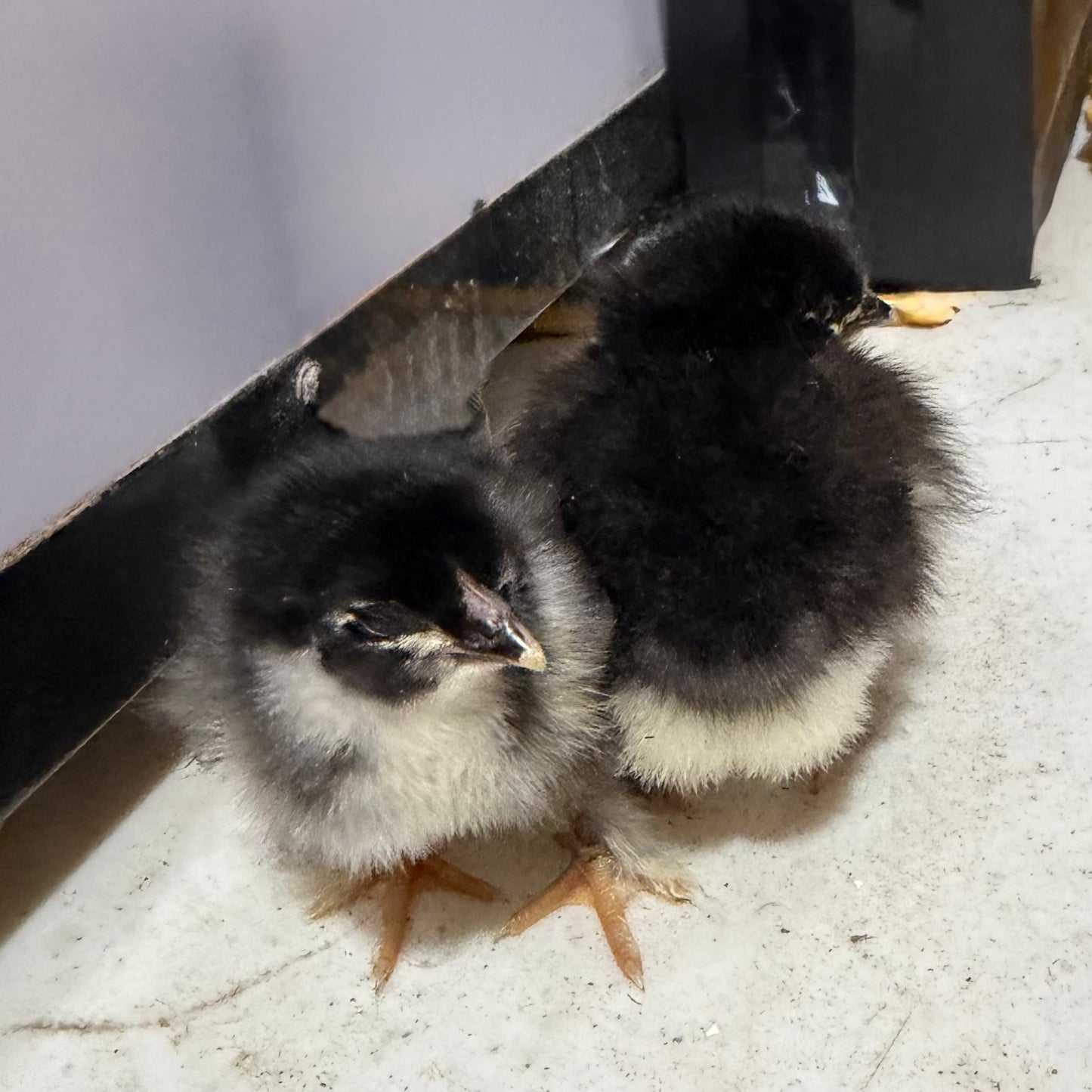 Black Copper Maran Chicks (Day Old)