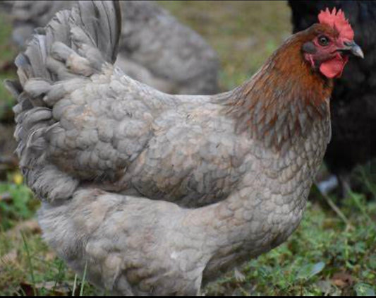 Blue Copper Maran Chicks (Day Old) (Copy)