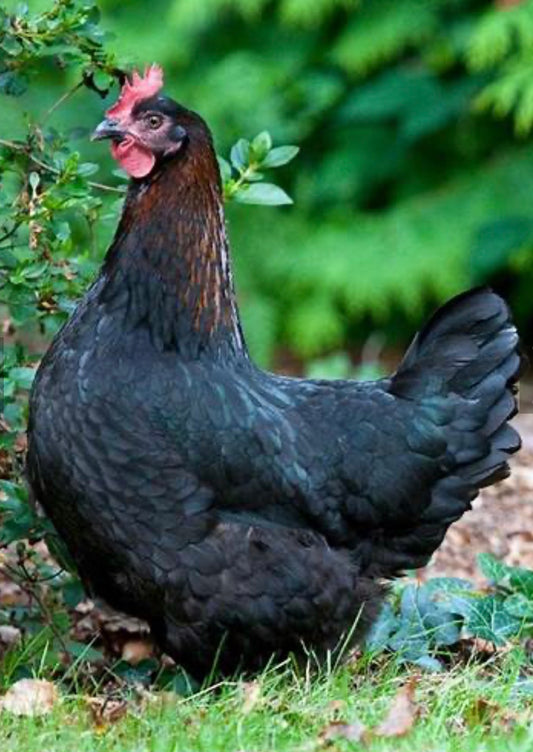 Black Copper Maran Chicks (Day Old)