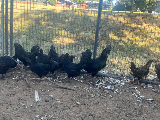 Ayam Cemani Chicks (Day Old)