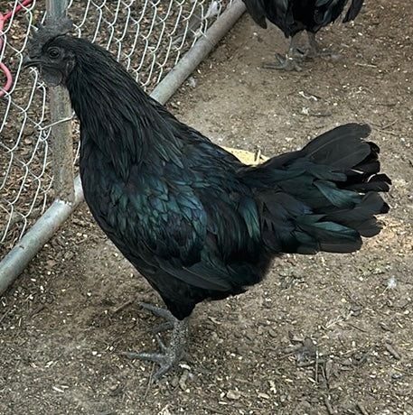 Ayam Cemani Chicks (Day Old)