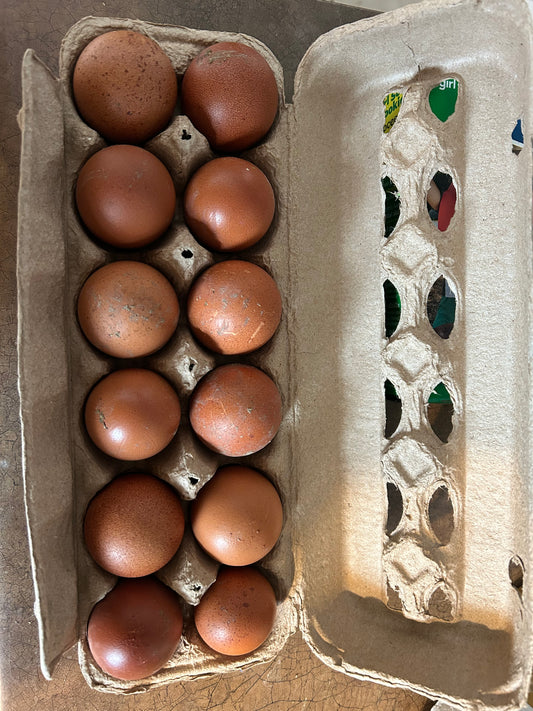 Blue, Black, Splash Maran Hatching Eggs 5+