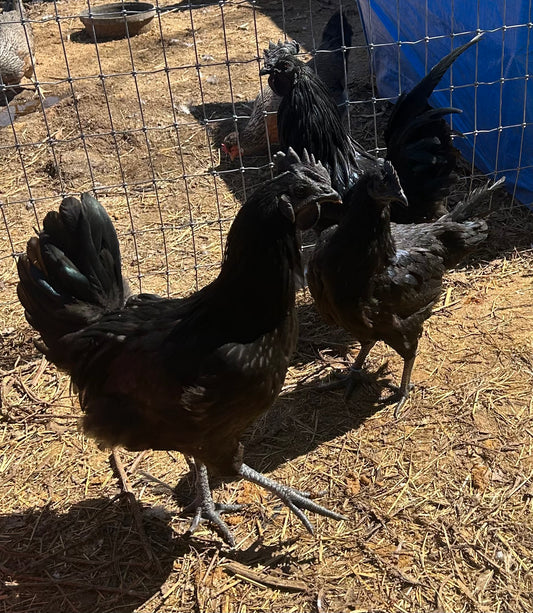 Ayam Cemani Chicks (Day Old)