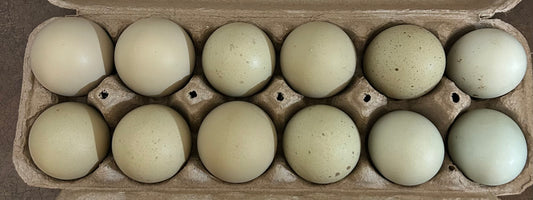 Olive Egger Hatching Eggs 10+