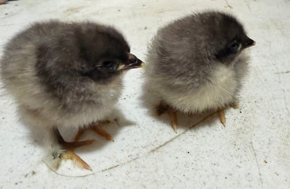 Blue Copper Maran Chicks (Day Old) (Copy)