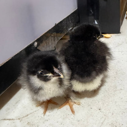 Black Copper Maran Chicks (Day Old)