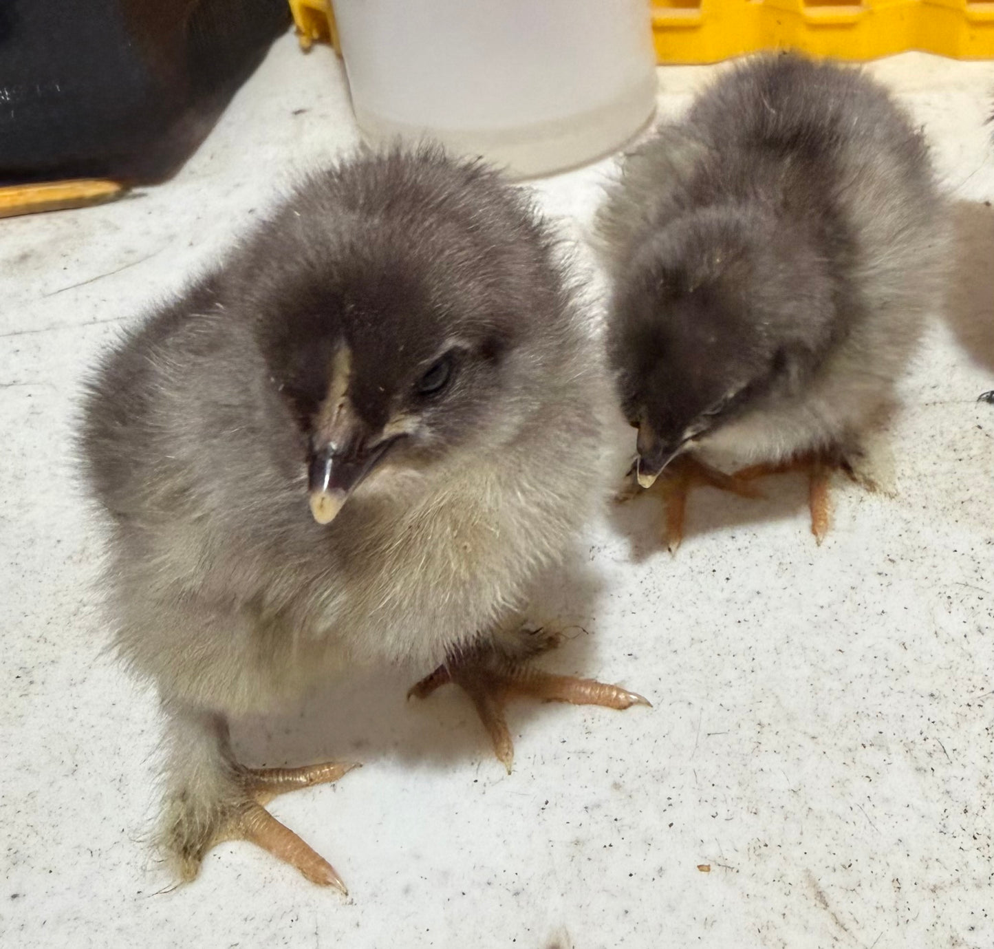 Blue Copper Maran Chicks (Day Old) (Copy)