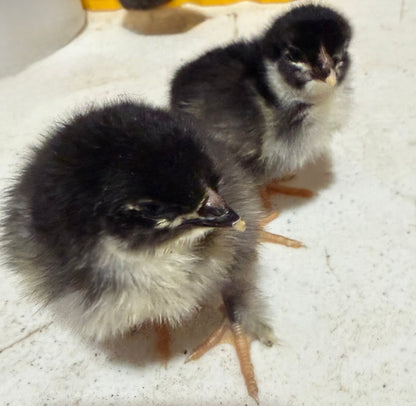 Black Copper Maran Chicks (Day Old)
