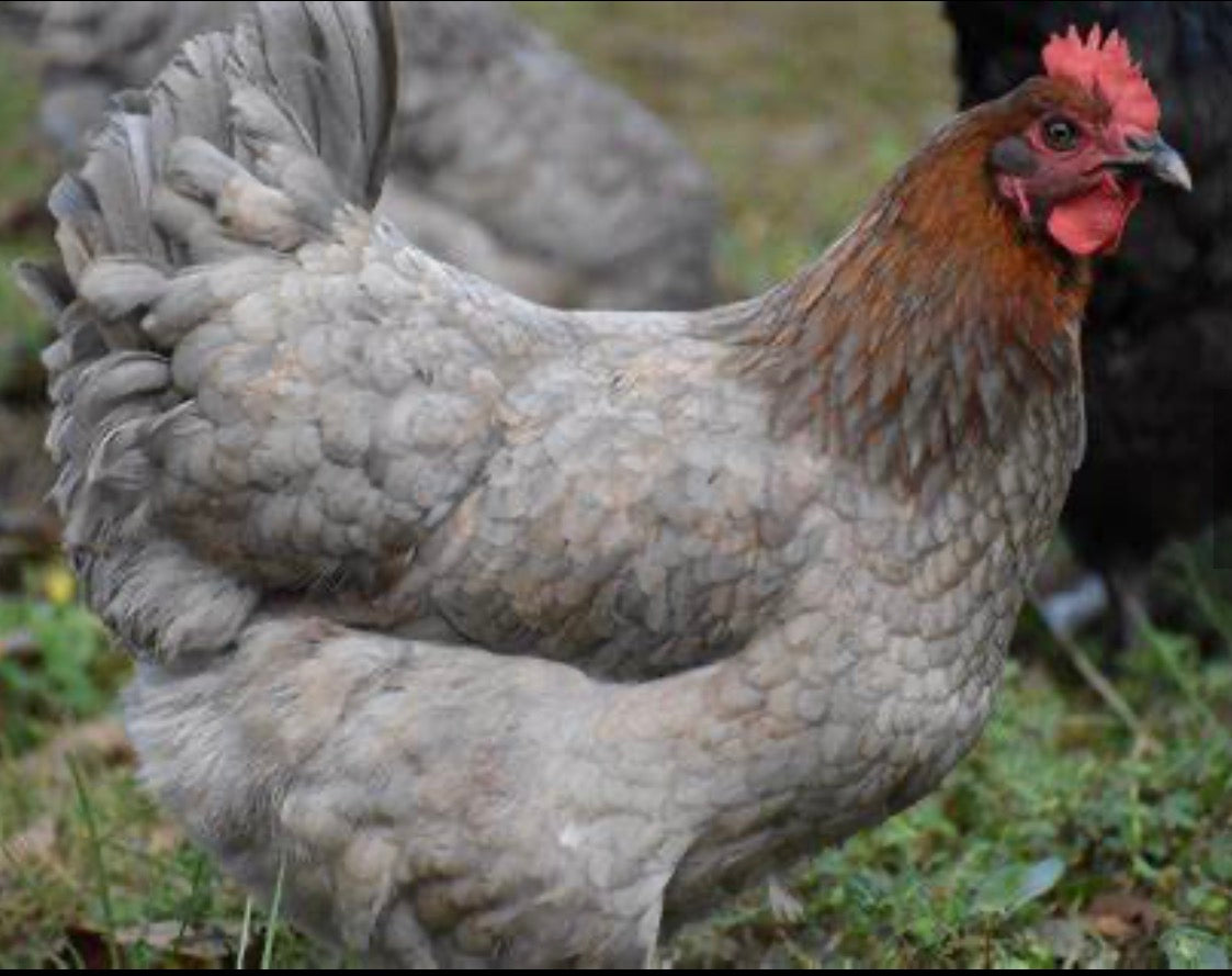 Blue Copper Maran Chicks (Day Old) (Copy)