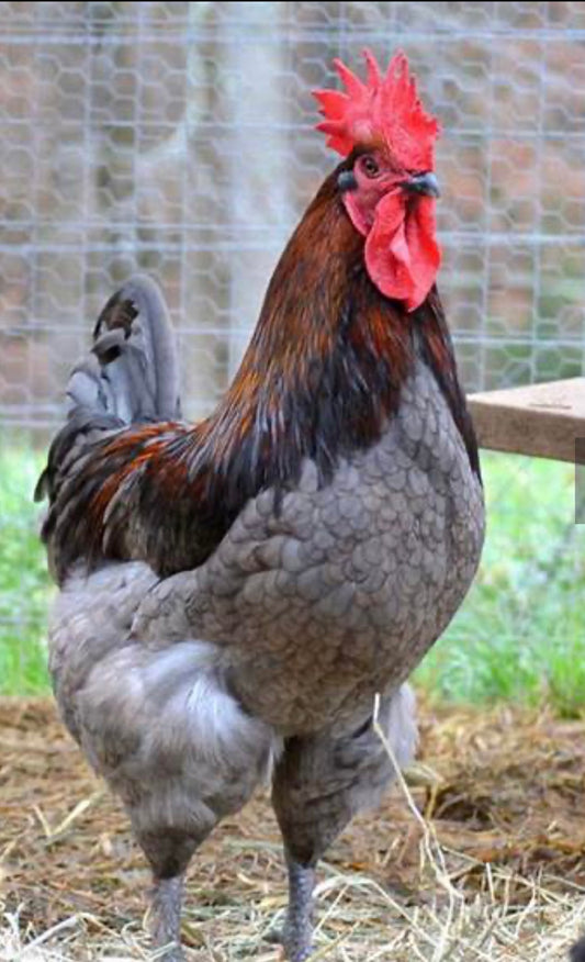 Blue Copper Maran Chicks (Day Old) (Copy)