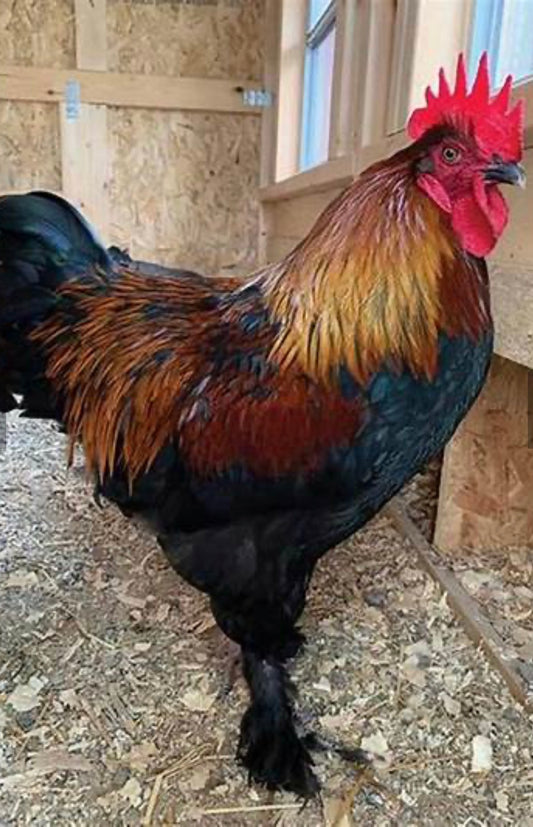 Black Copper Maran Chicks (Day Old)