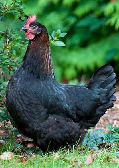 Black Copper Maran Chicks (Day Old)